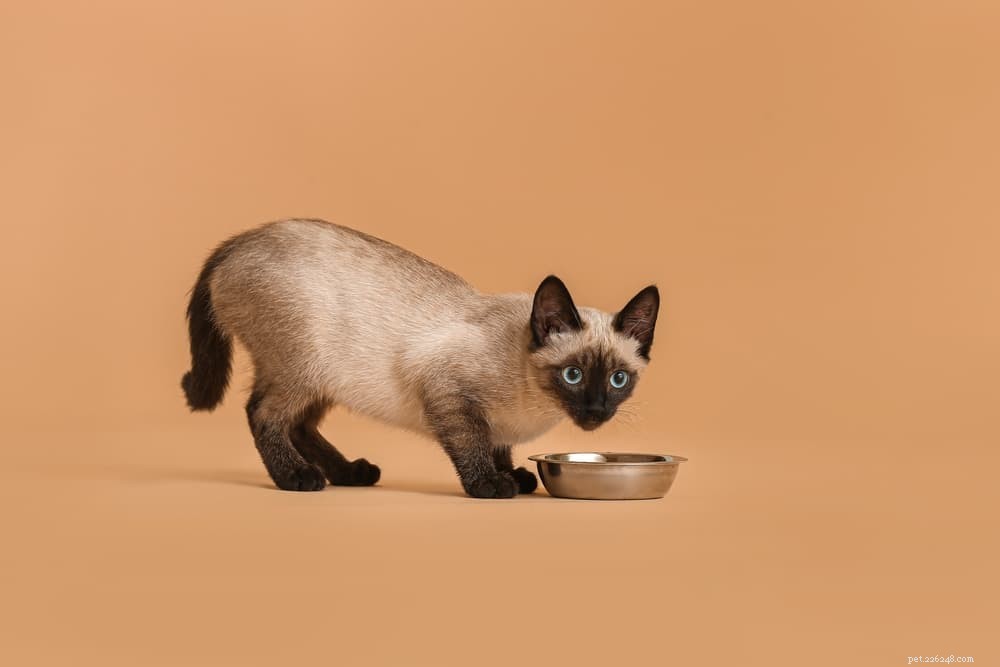 Understanding Cat Food Allergies: Causes, Symptoms, and Effective Treatments