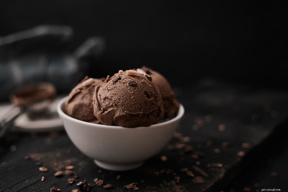 Is Chocolate Safe for Cats? What You Need to Know