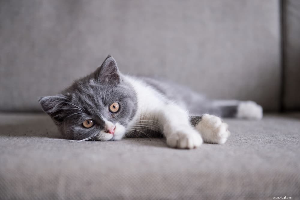 Is Chocolate Safe for Cats? What You Need to Know