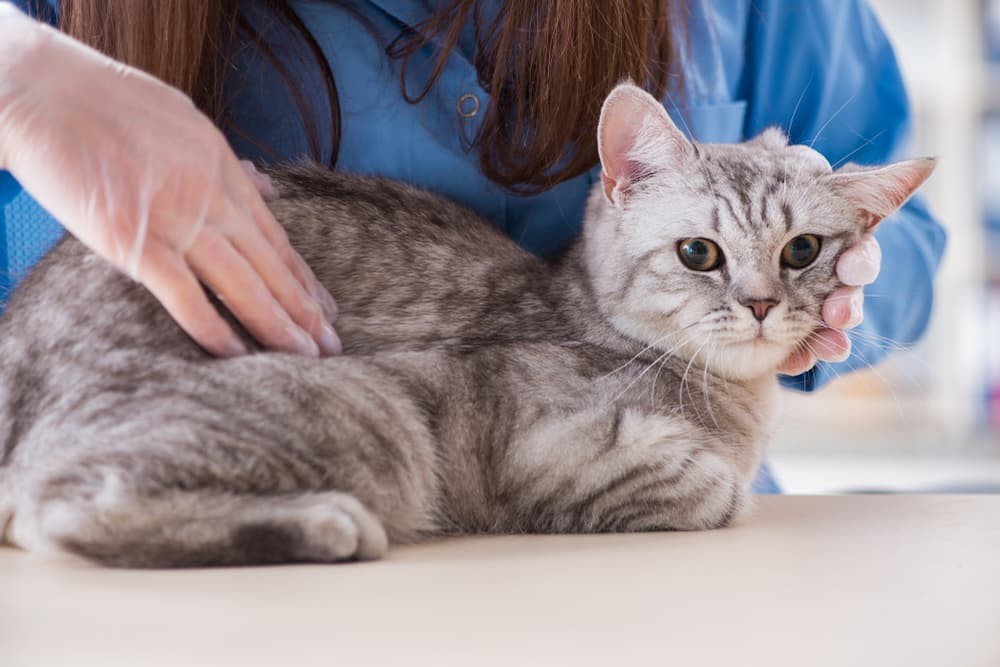 Is Chocolate Safe for Cats? What You Need to Know