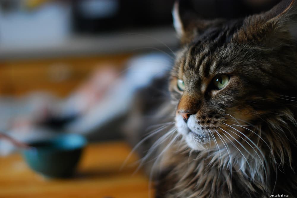 How Long Can Cats Survive Without Water? A Veterinary Guide