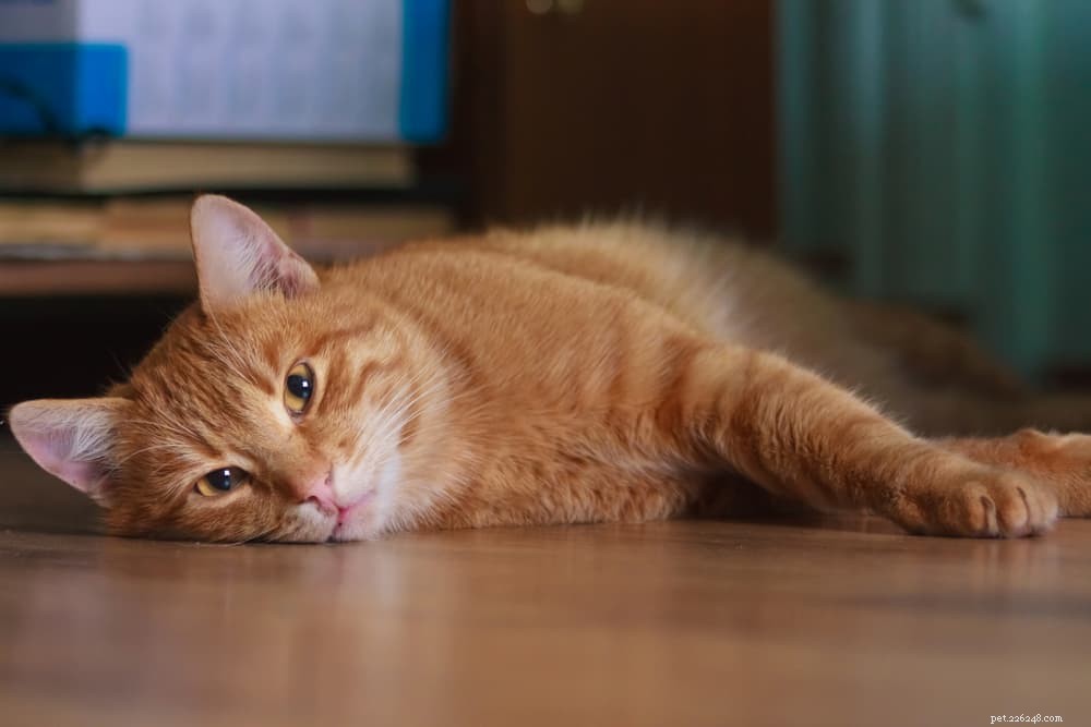 How Long Can Cats Survive Without Water? A Veterinary Guide