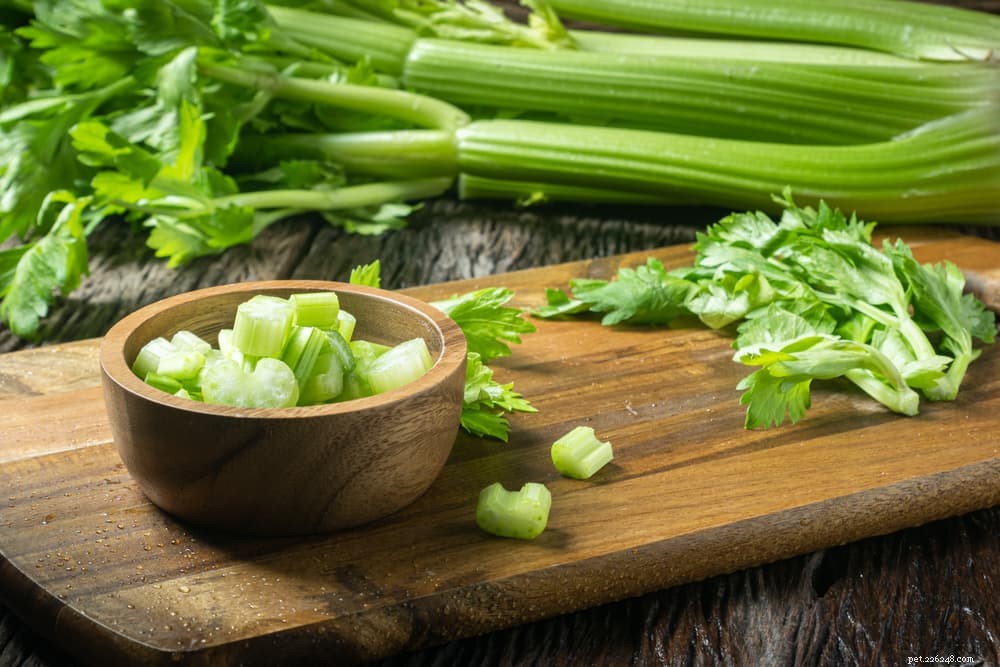 Is Celery Safe for Cats? Benefits, Risks, and Feeding Guidelines