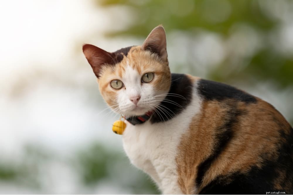 Is Celery Safe for Cats? Benefits, Risks, and Feeding Guidelines