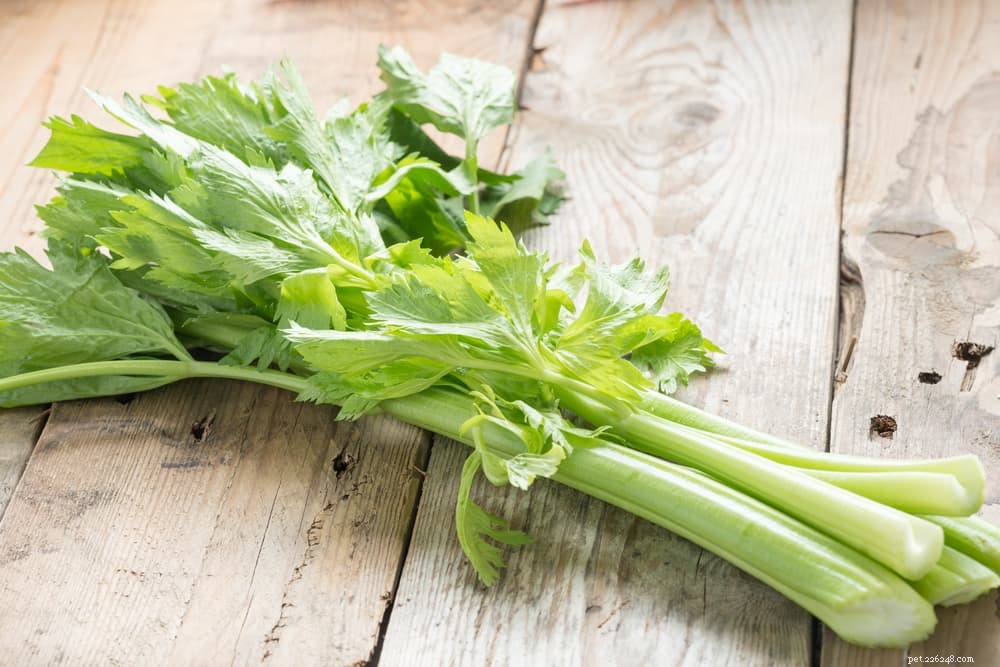 Is Celery Safe for Cats? Benefits, Risks, and Feeding Guidelines