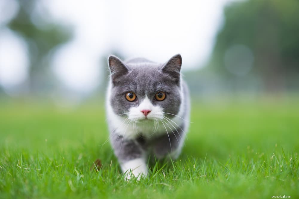 Is Celery Safe for Cats? Benefits, Risks, and Feeding Guidelines
