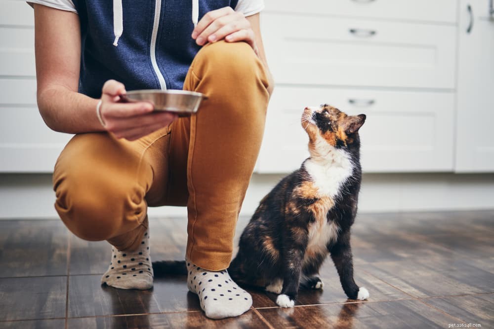 Is Celery Safe for Cats? Benefits, Risks, and Feeding Guidelines