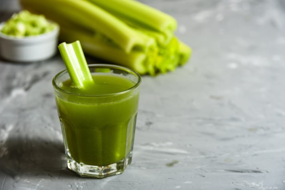 Is Celery Safe for Cats? Benefits, Risks, and Feeding Guidelines
