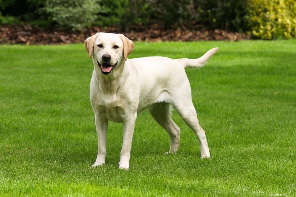 6 Dog Breeds That Suffer from Separation Anxiety: Proven Ways to Help Them