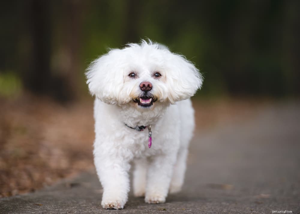 6 Dog Breeds That Suffer from Separation Anxiety: Proven Ways to Help Them