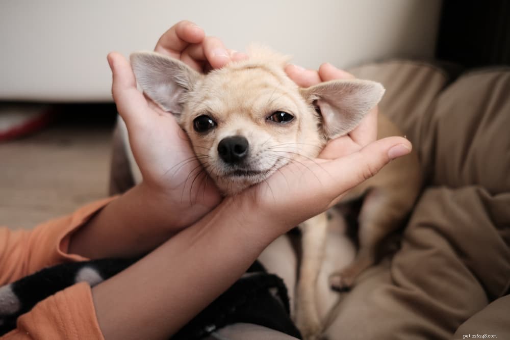 6 Dog Breeds That Suffer from Separation Anxiety: Proven Ways to Help Them