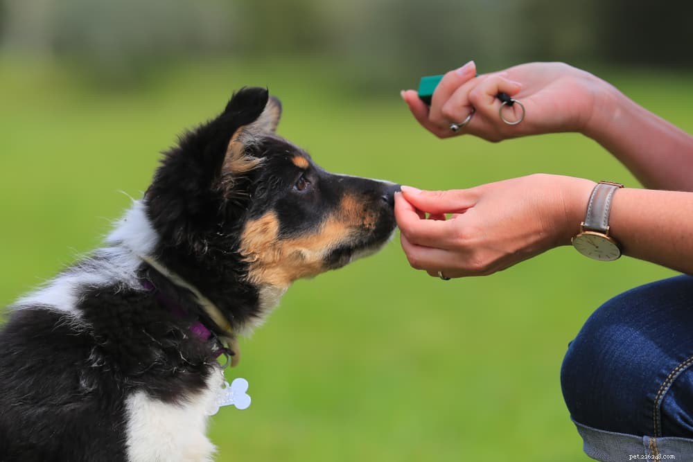 6 Dog Breeds That Suffer from Separation Anxiety: Proven Ways to Help Them