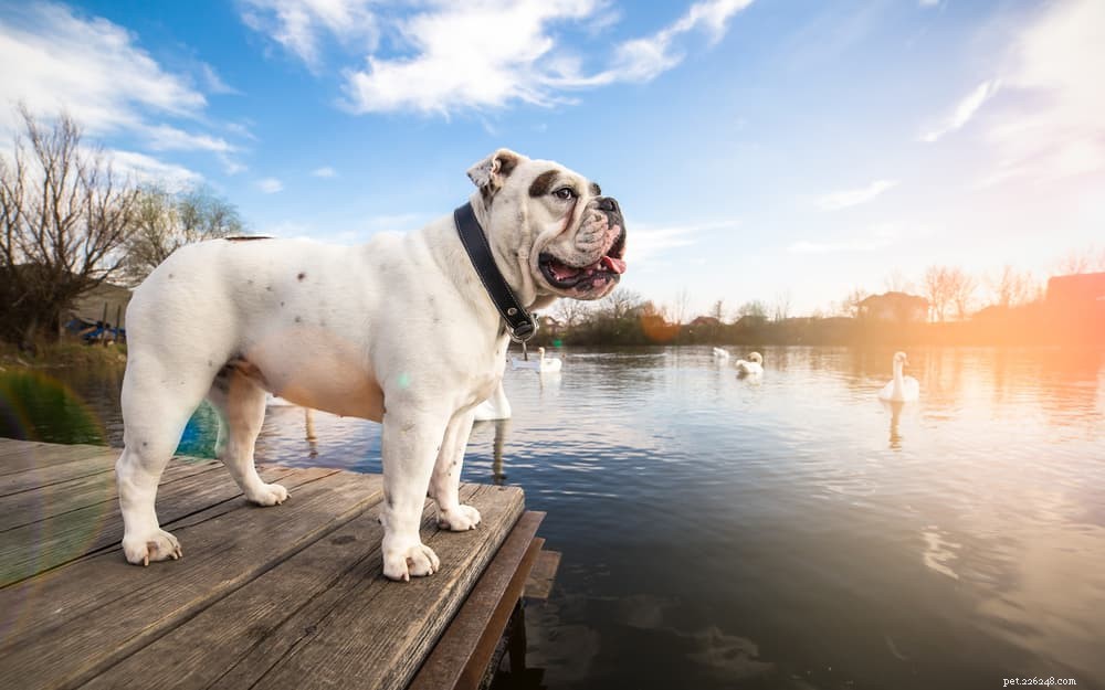 8 Calm Dog Breeds for a Peaceful Home
