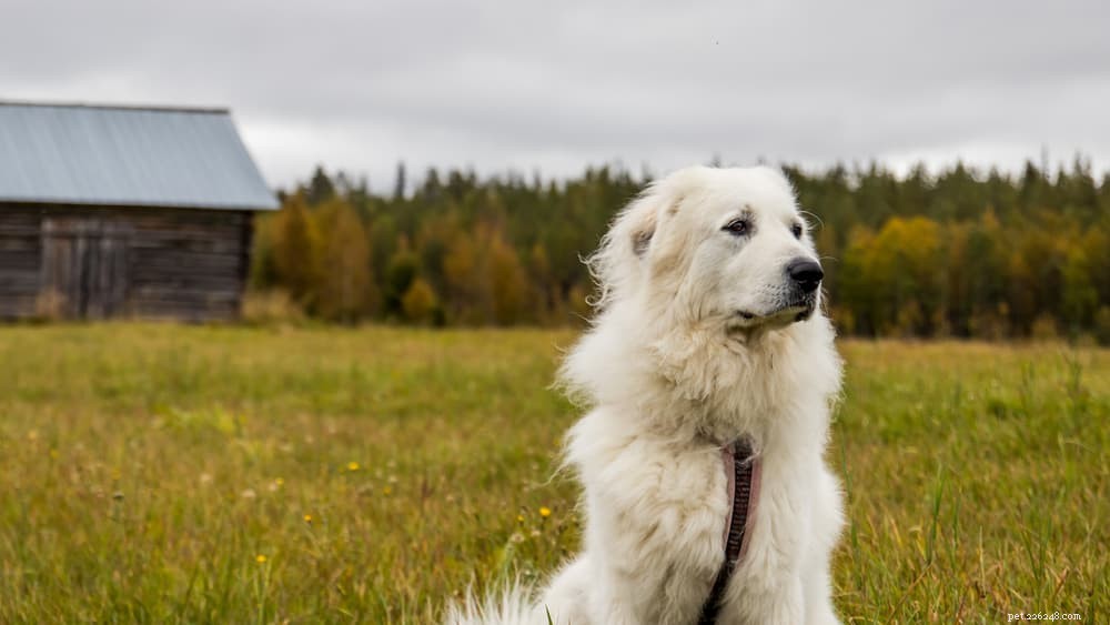 8 Calm Dog Breeds for a Peaceful Home