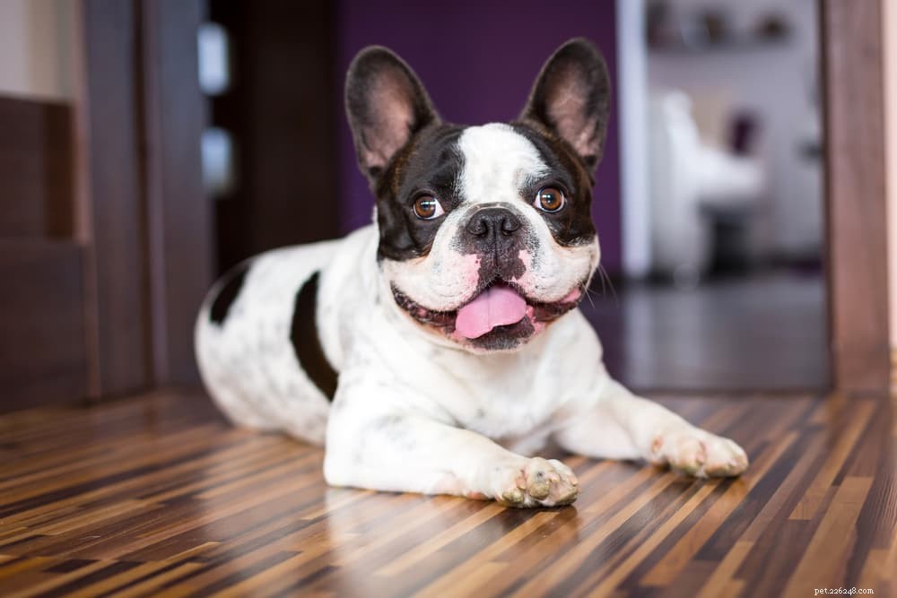 8 Calm Dog Breeds for a Peaceful Home
