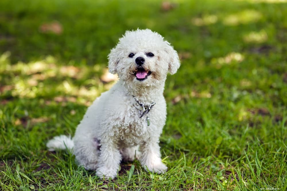 8 Calm Dog Breeds for a Peaceful Home
