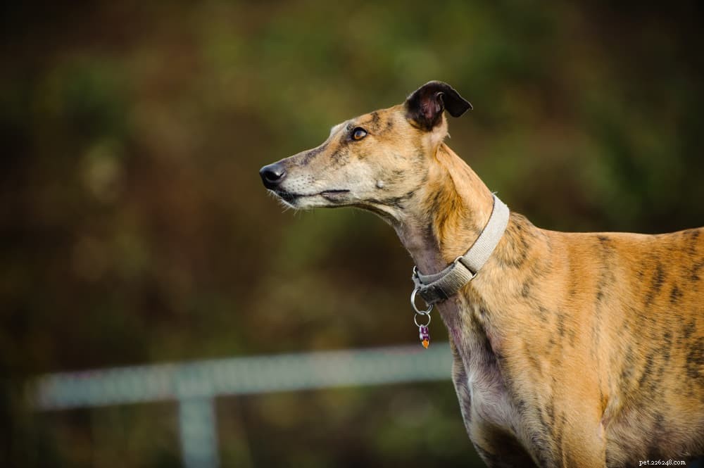 8 Calm Dog Breeds for a Peaceful Home