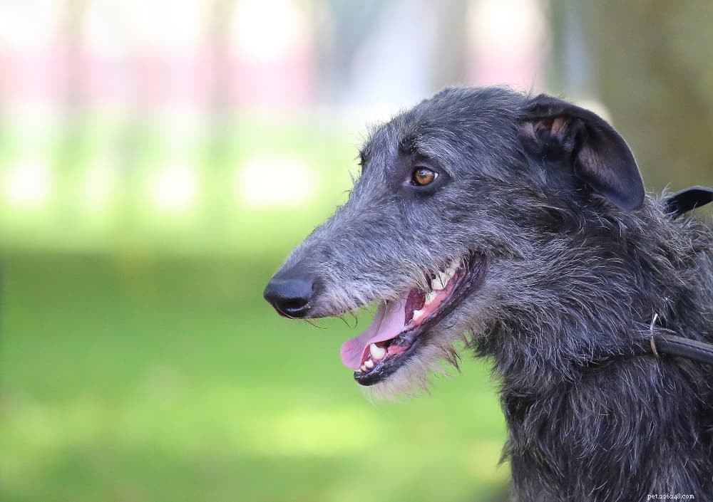 8 Calm Dog Breeds for a Peaceful Home