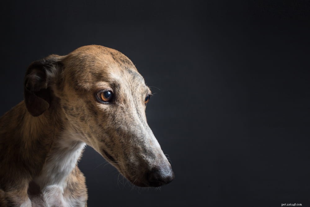 Greyhound Dogs: History, Traits, and Care Guide