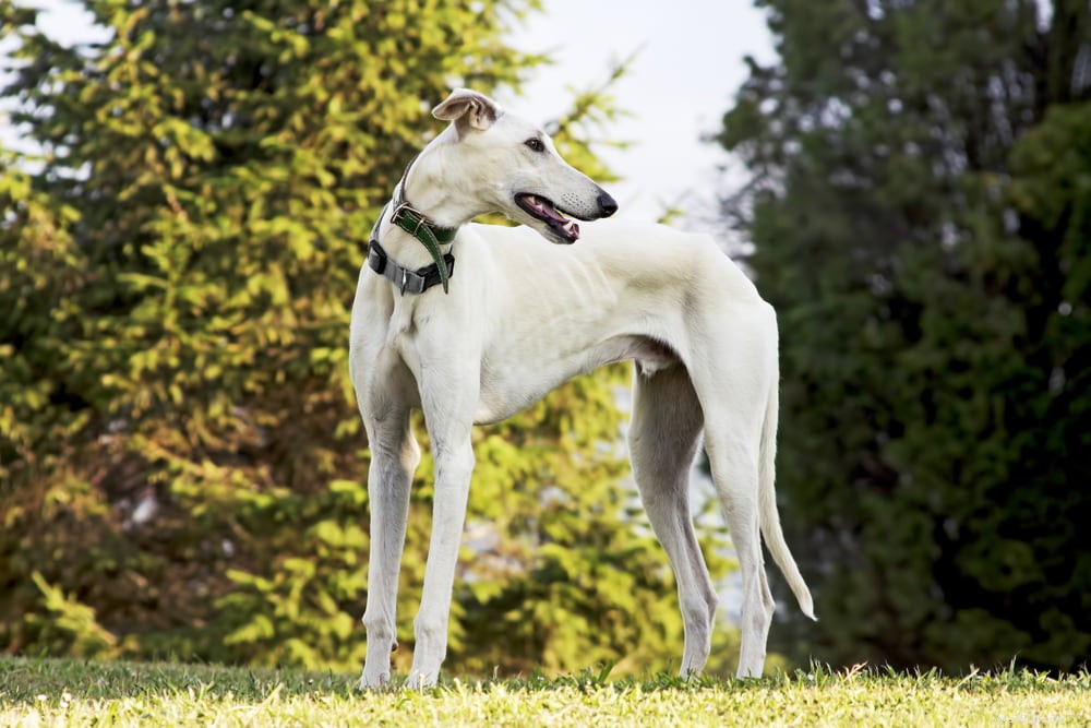 Greyhound Dogs: History, Traits, and Care Guide