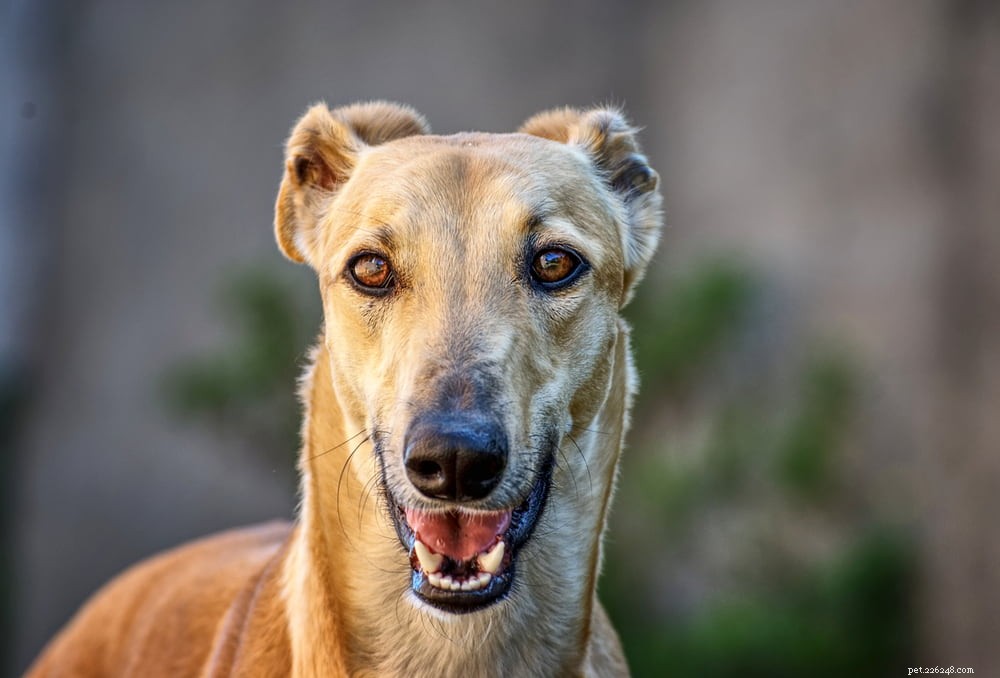 Greyhound Dogs: History, Traits, and Care Guide