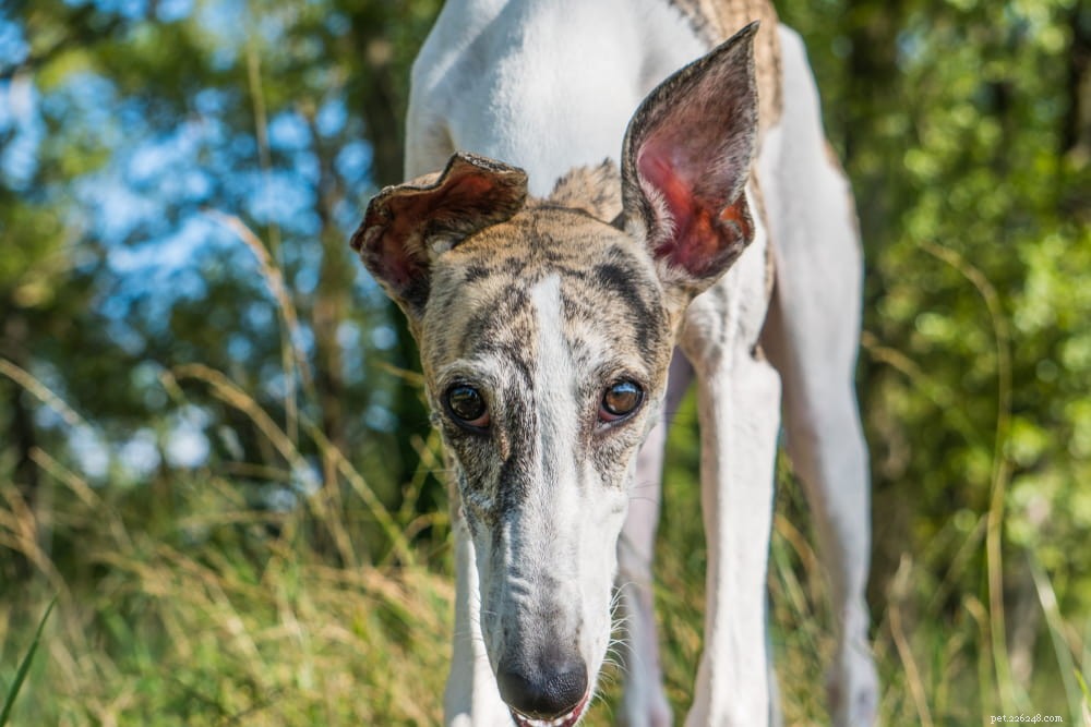 Greyhound Dogs: History, Traits, and Care Guide