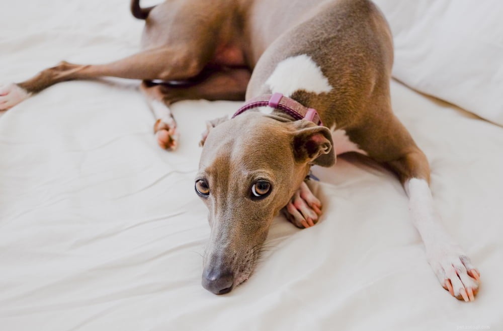 Greyhound Dogs: History, Traits, and Care Guide