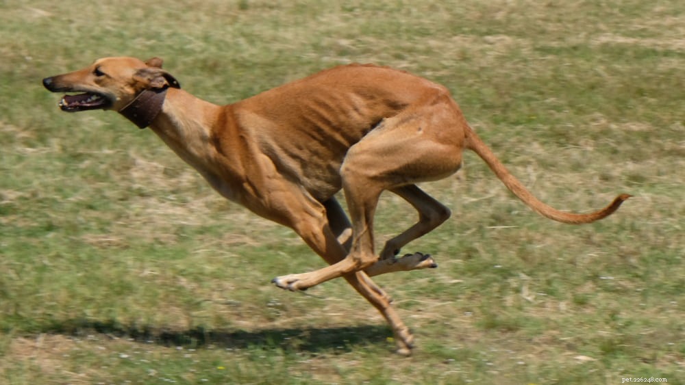 Greyhound Dogs: History, Traits, and Care Guide