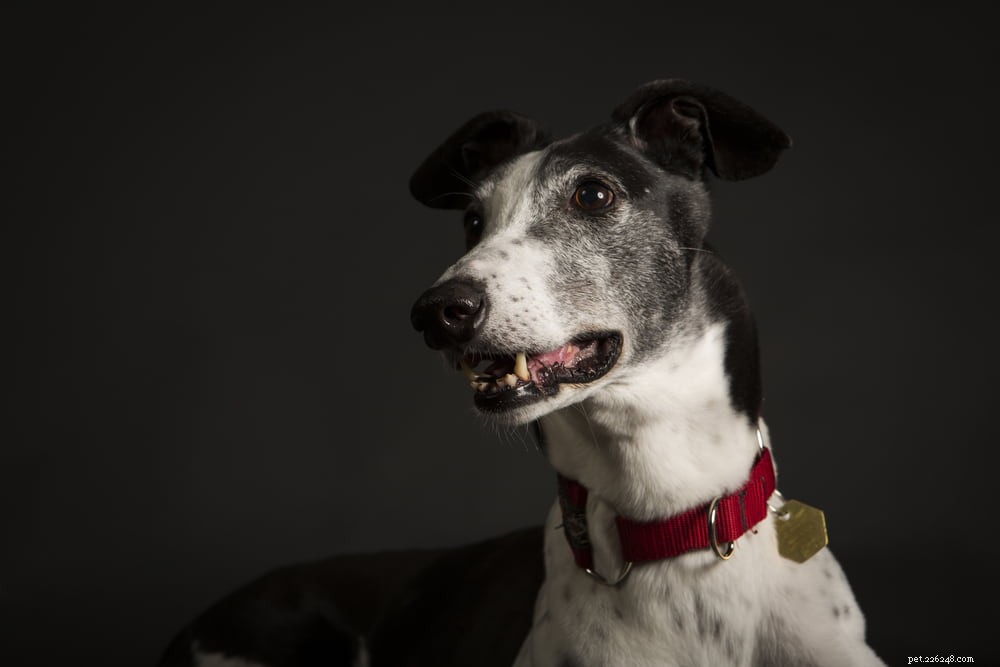Greyhound Dogs: History, Traits, and Care Guide