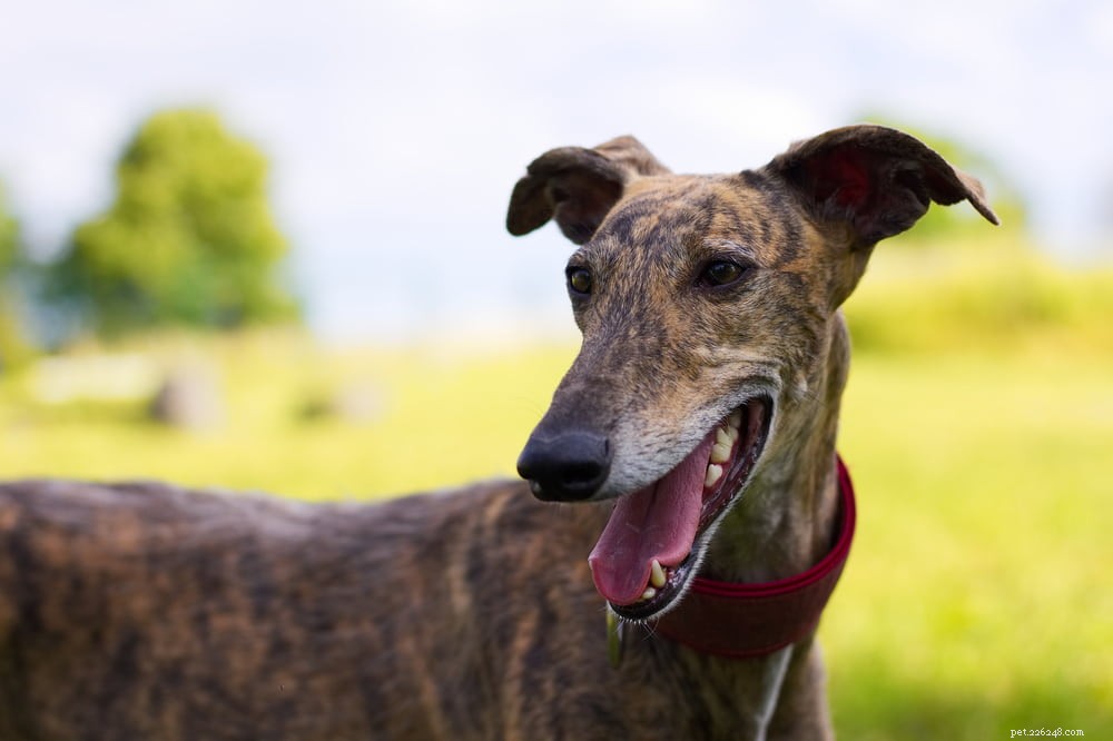 Greyhound Dogs: History, Traits, and Care Guide