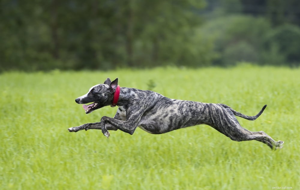 Greyhound Dogs: History, Traits, and Care Guide