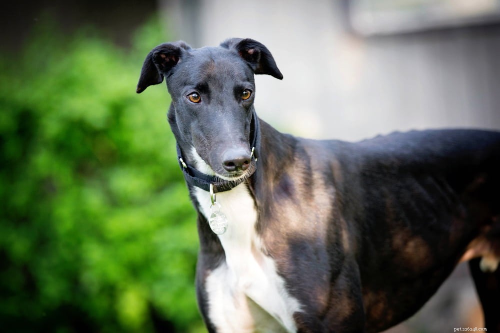 Greyhound Dogs: History, Traits, and Care Guide