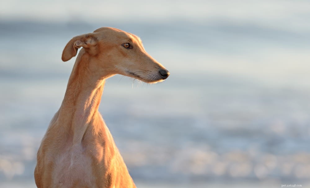 Greyhound Dogs: History, Traits, and Care Guide