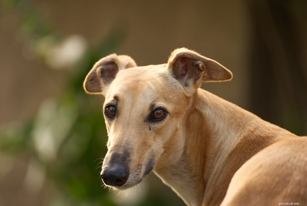 Greyhound Dogs: History, Traits, and Care Guide