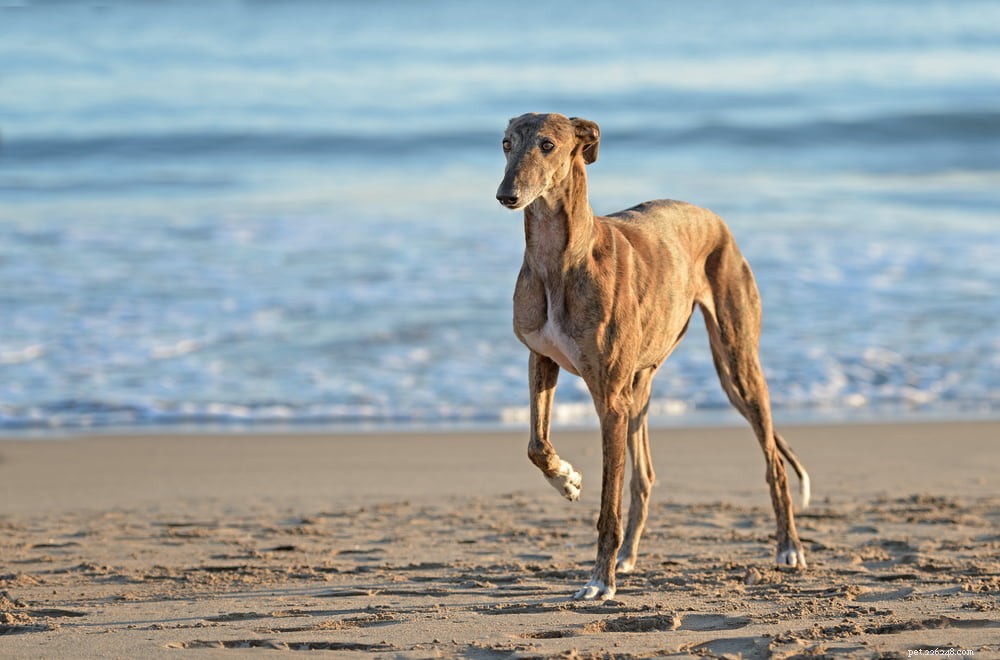 Greyhound Dogs: History, Traits, and Care Guide