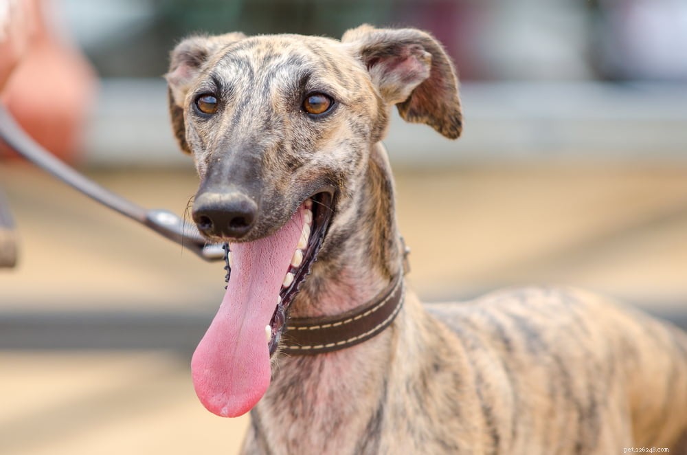 Greyhound Dogs: History, Traits, and Care Guide