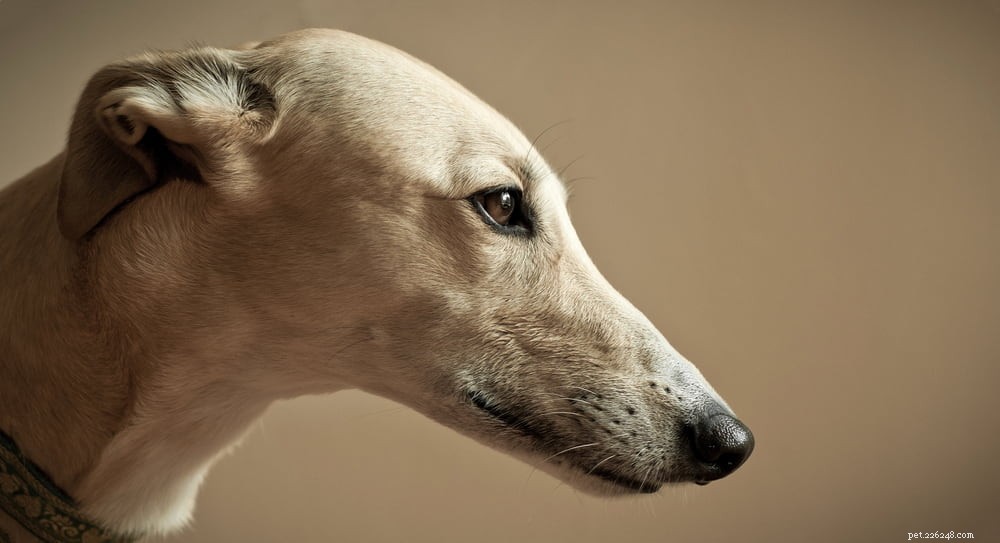 Greyhound Dogs: History, Traits, and Care Guide