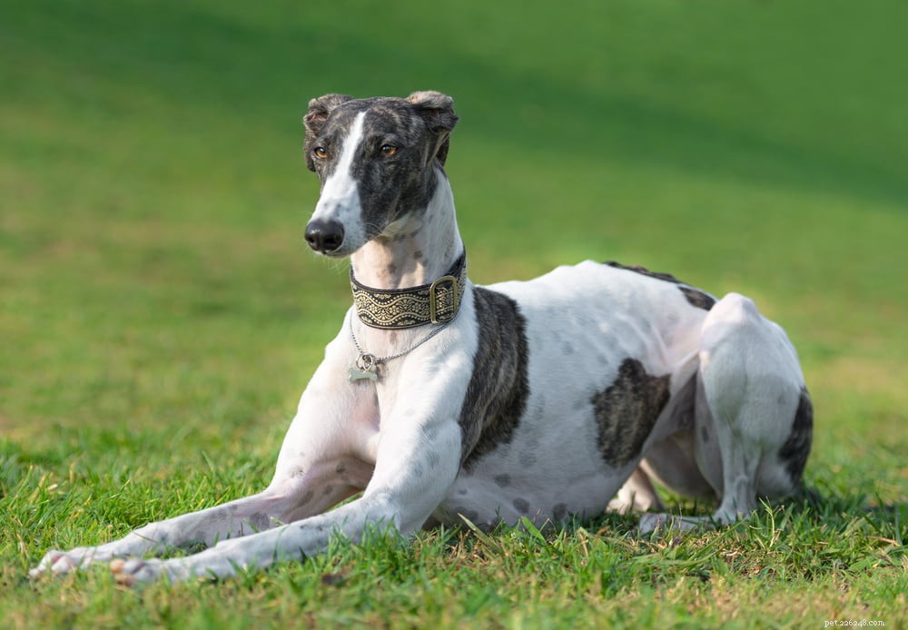 Greyhound Dogs: History, Traits, and Care Guide