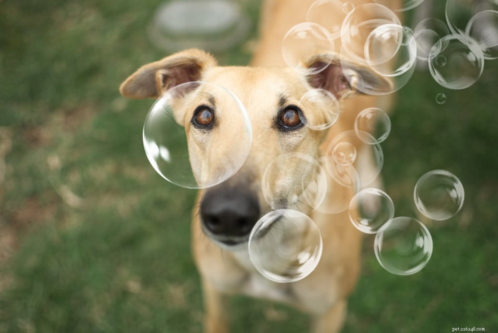 Greyhound Dogs: History, Traits, and Care Guide