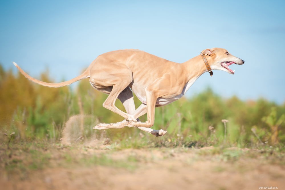 Greyhound Dogs: History, Traits, and Care Guide