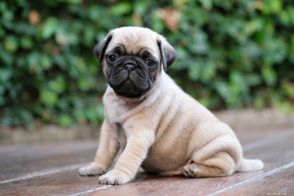 Pugs: Hollywood s Beloved Canine Stars