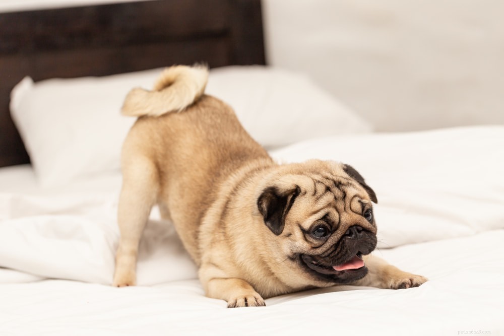 Pugs: Hollywood s Beloved Canine Stars