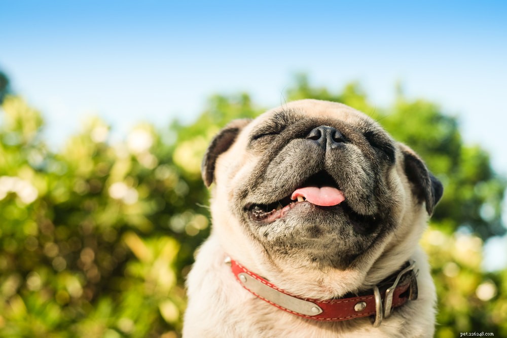 Pugs: Hollywood s Beloved Canine Stars