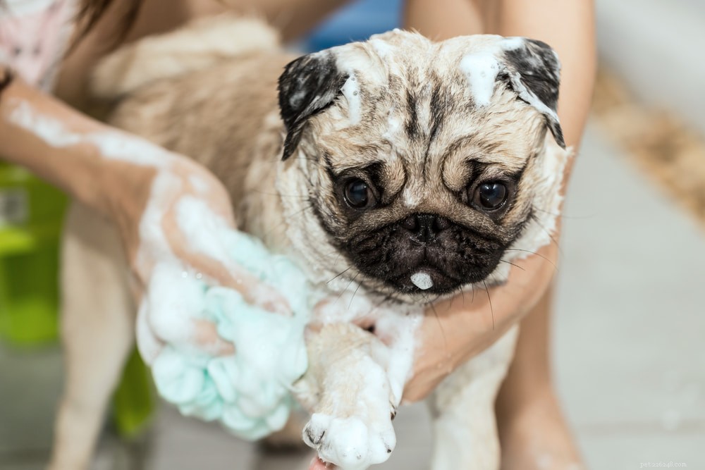 Pugs: Hollywood s Beloved Canine Stars