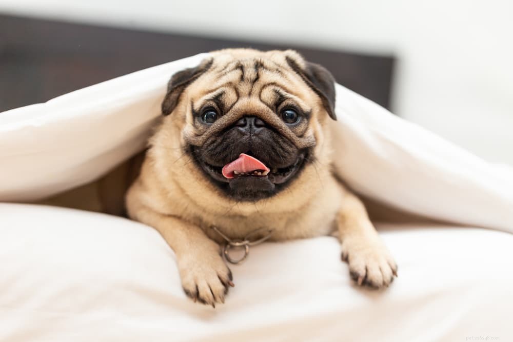 Pugs: Hollywood s Beloved Canine Stars