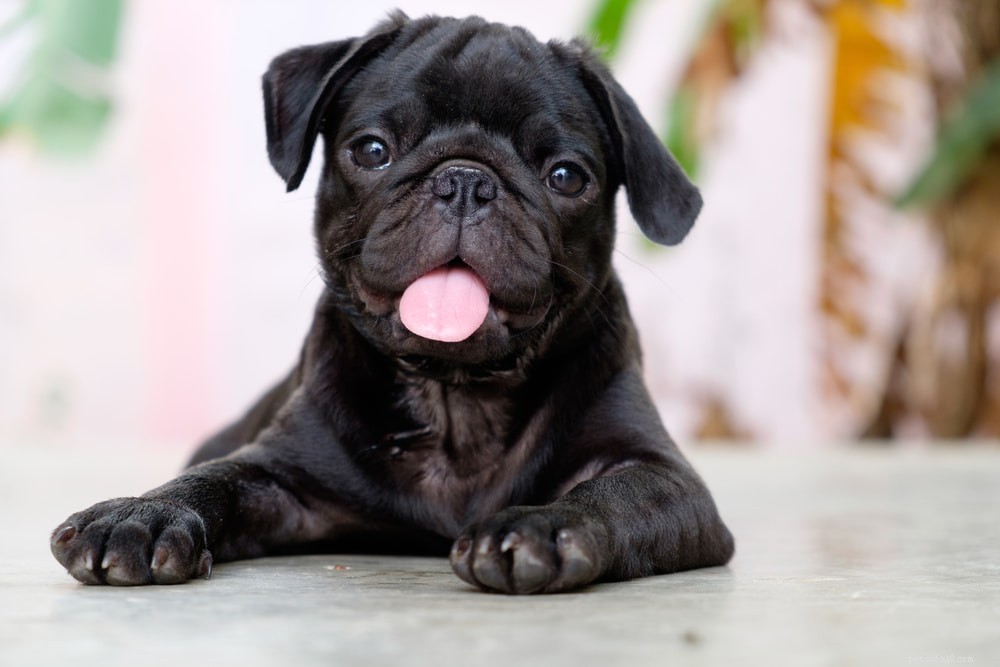 Pugs: Hollywood s Beloved Canine Stars