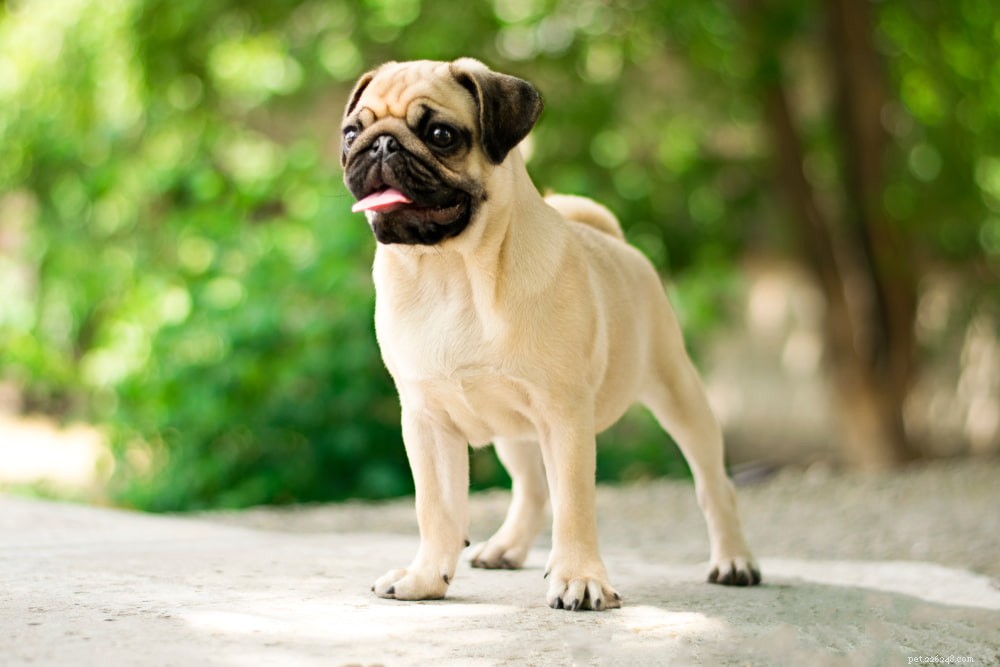 Pugs: Hollywood s Beloved Canine Stars