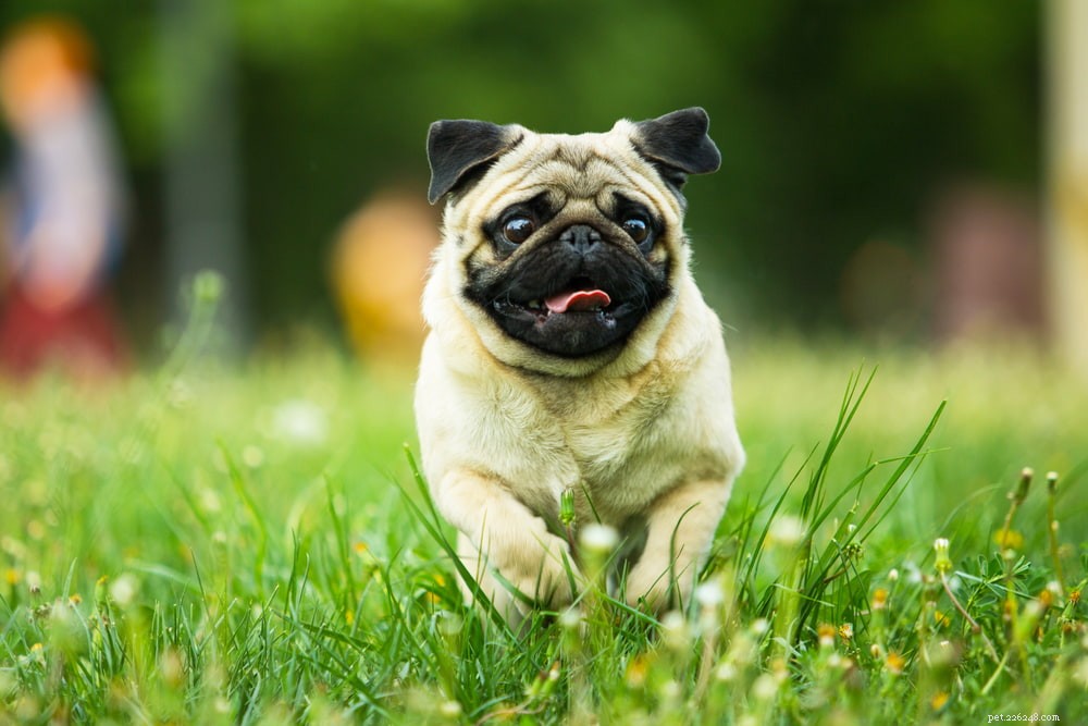 Pugs: Hollywood s Beloved Canine Stars