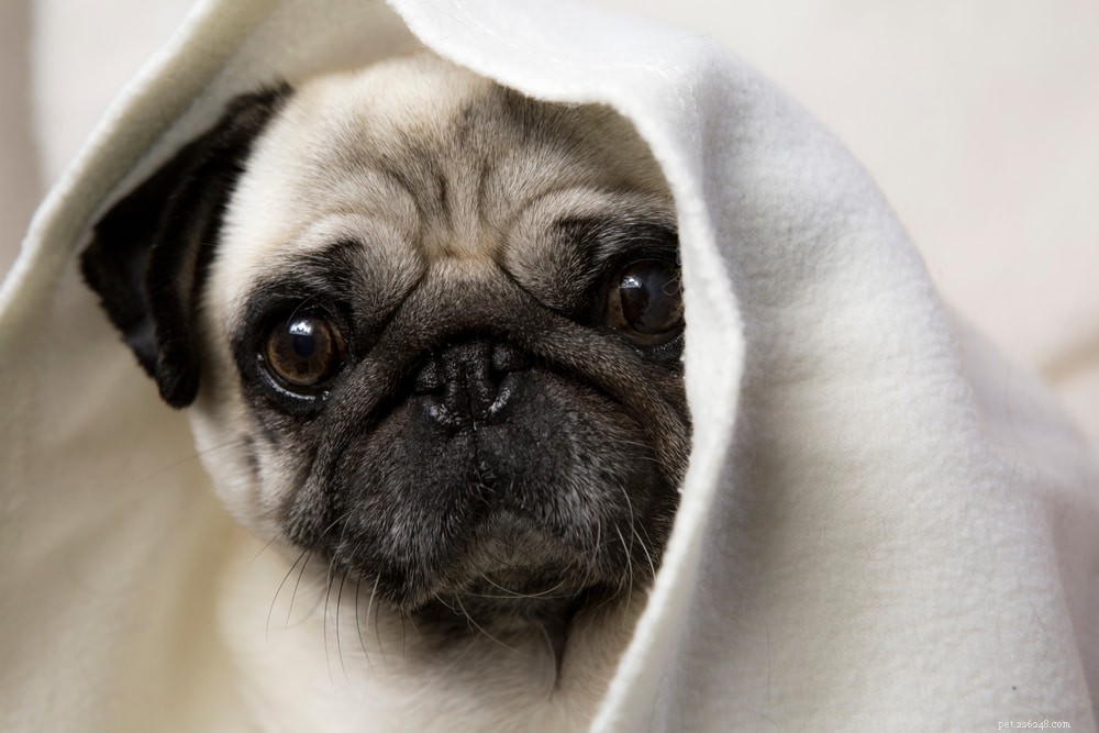 Pugs: Hollywood s Beloved Canine Stars