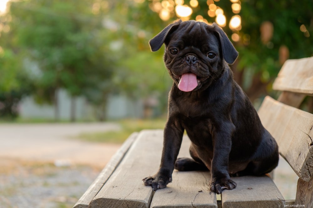Pugs: Hollywood s Beloved Canine Stars